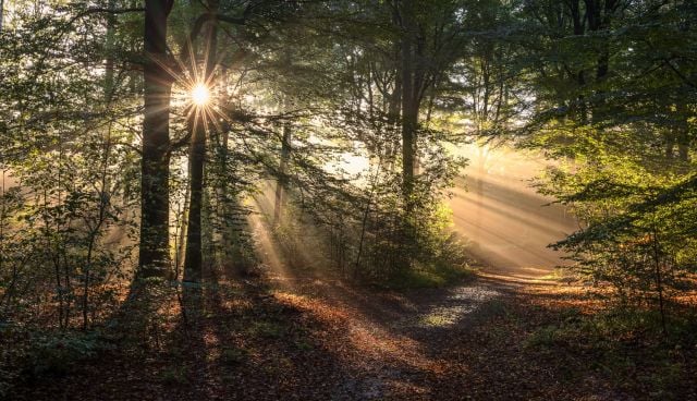 Compositietips voor het vastleggen van zonneharpen in het bos