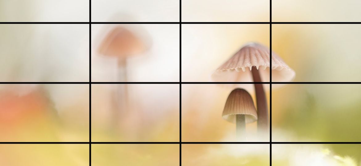 Rasterlijnen gebruiken in de zoeker voor een gebalanceerde compositie