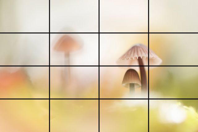 Rasterlijnen gebruiken in de zoeker voor een gebalanceerde compositie