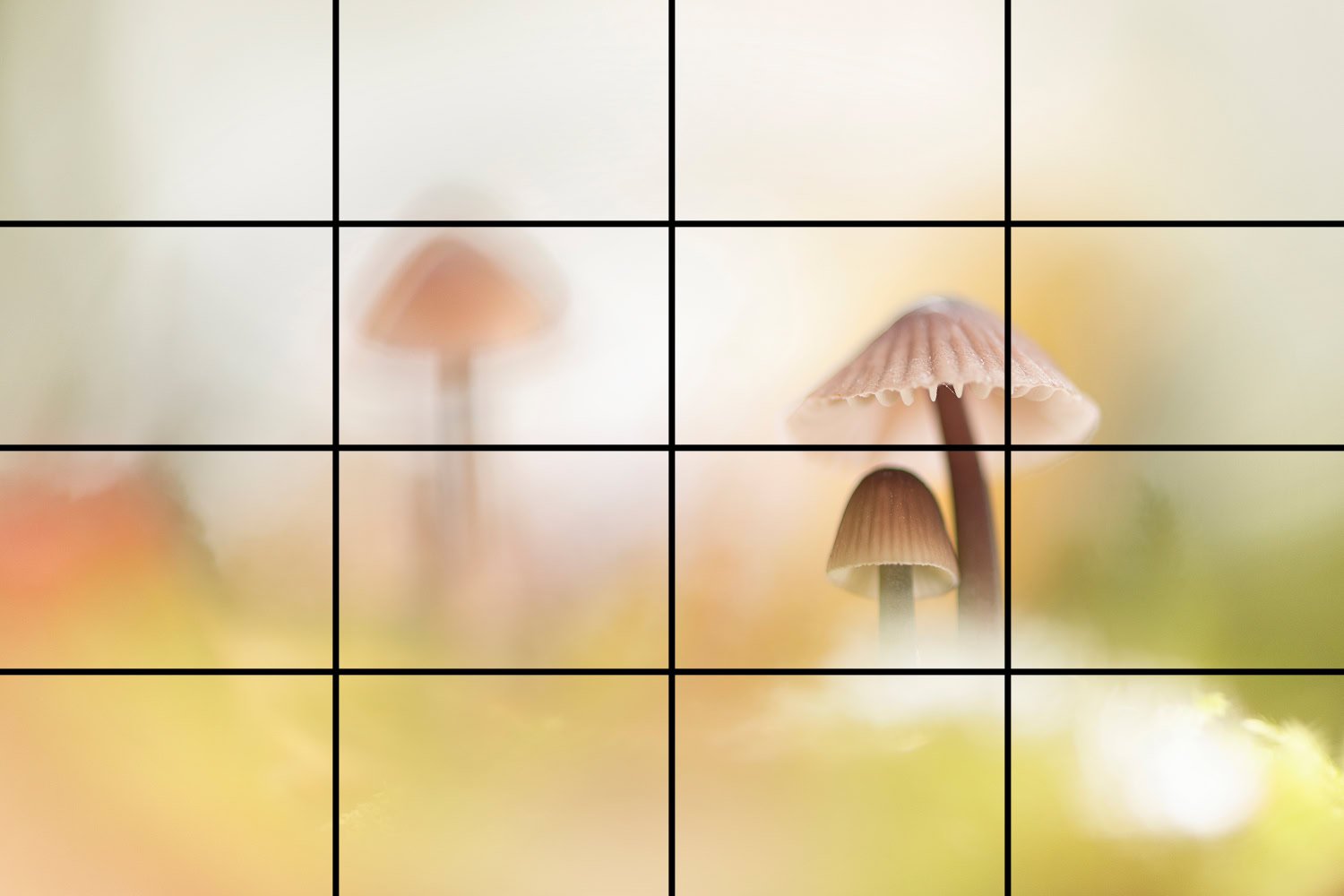 Rasterlijnen gebruiken in de zoeker voor een gebalanceerde compositie