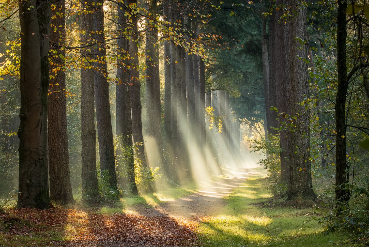 Nabewerking tips voor zonneharpen fotografie