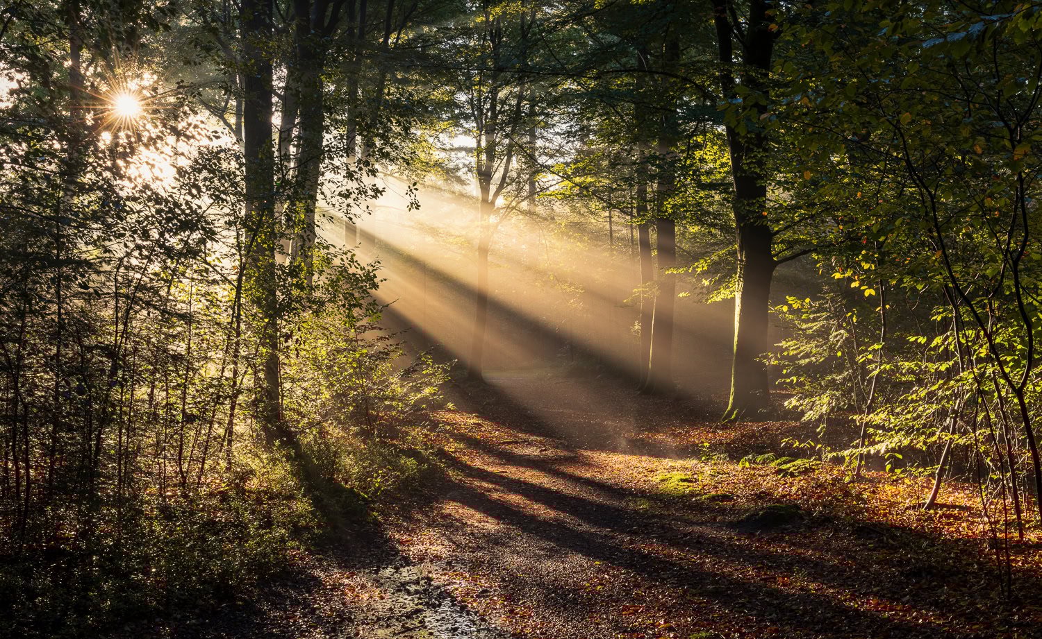 Hoe zonneharpen ontstaan in de natuur tijdens de herfst