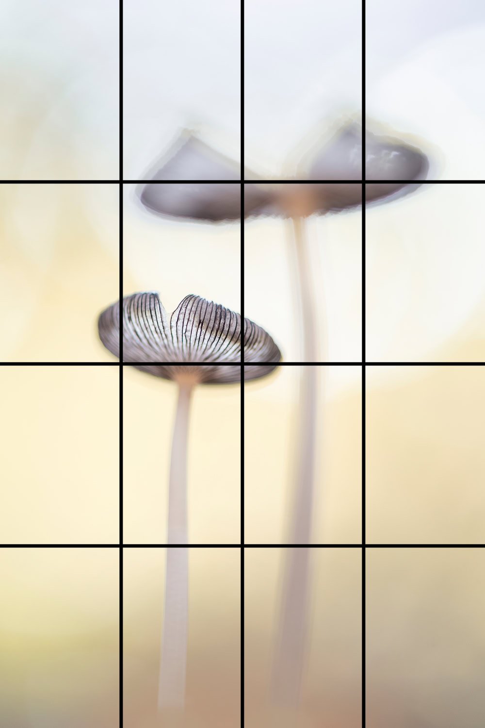 Rasterlijnen gebruiken als hulpmiddel bij het componeren van je foto