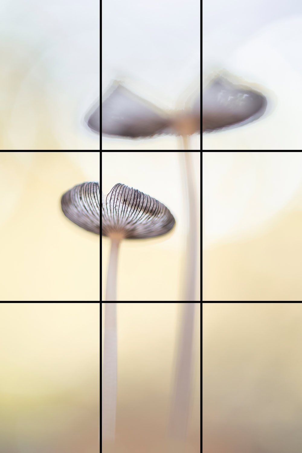 De regel van derden toepassen in je compositie