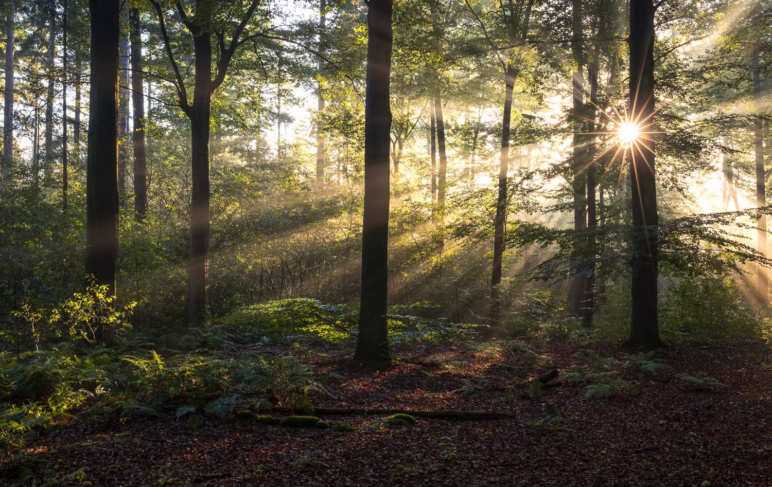 Tips voor het fotograferen van zonneharpen in het bos