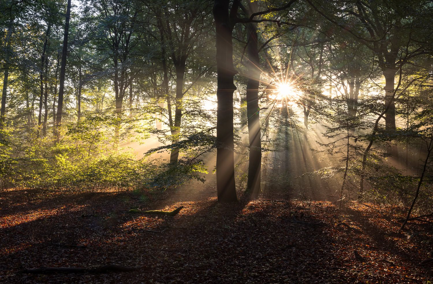 Waarom oktober de beste maand is voor het fotograferen van zonneharpen