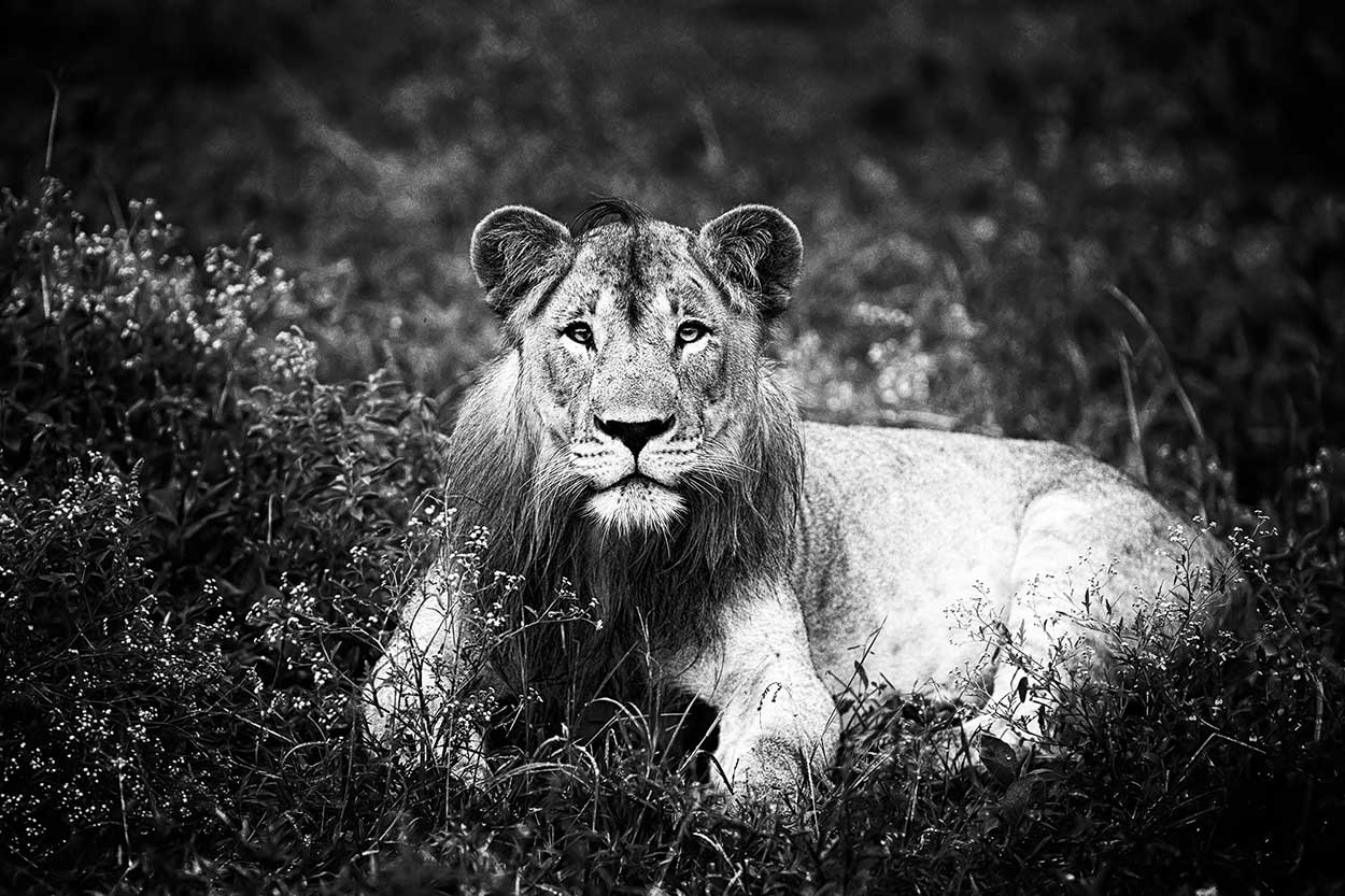 Wildlife fotografiereis - Big Five in Zimanga