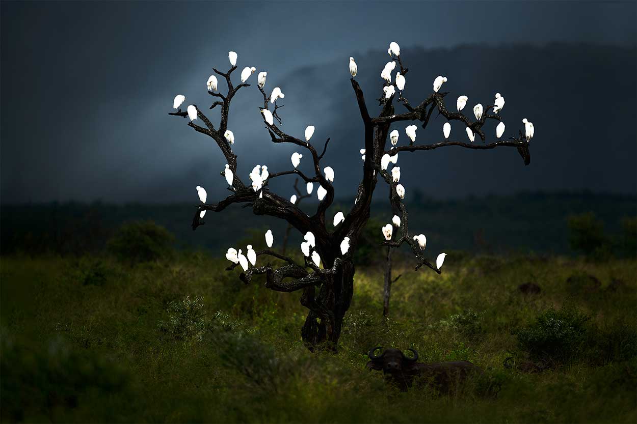 Wildlife fotografiereis - Vogels en Big Five fotograferen