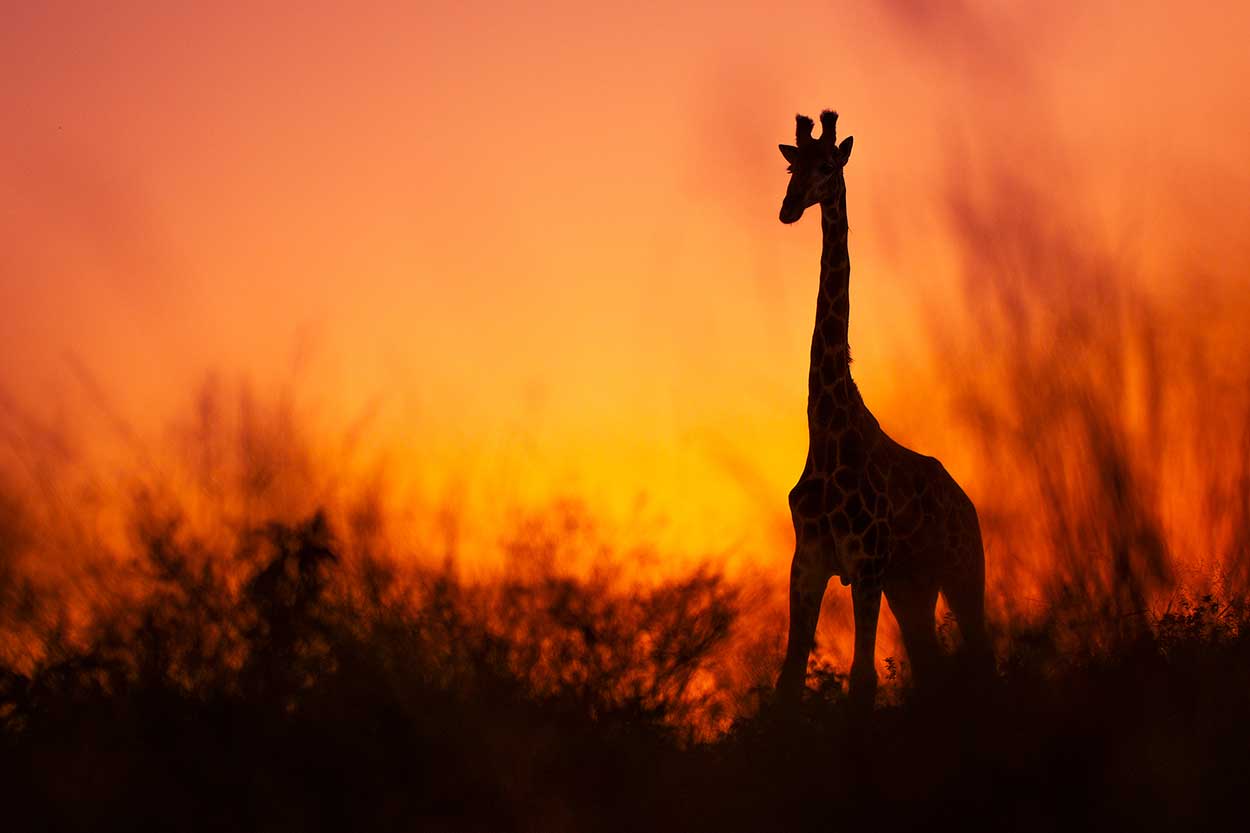 Beste safari fotografiereis - Zimanga Game Reserve (giraffe bij zonsondergang)