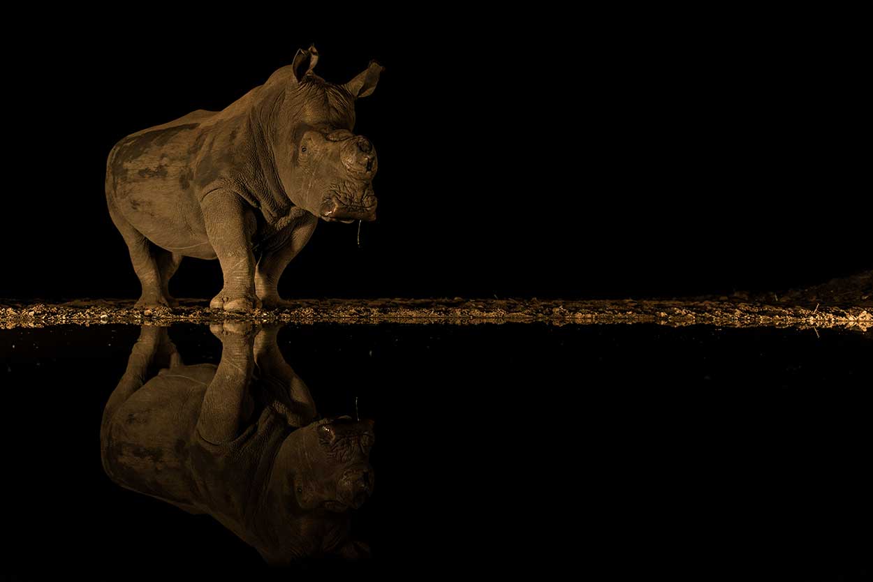 Neushoorn bij de nacht hide - Zimanga Game Reserve