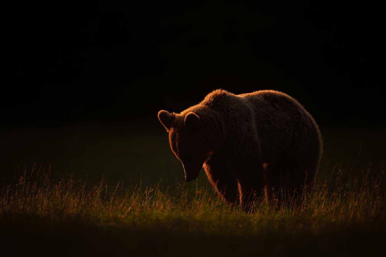 Fotoreis bruine beren fotograferen in Roemenië - Beer met tegenlicht