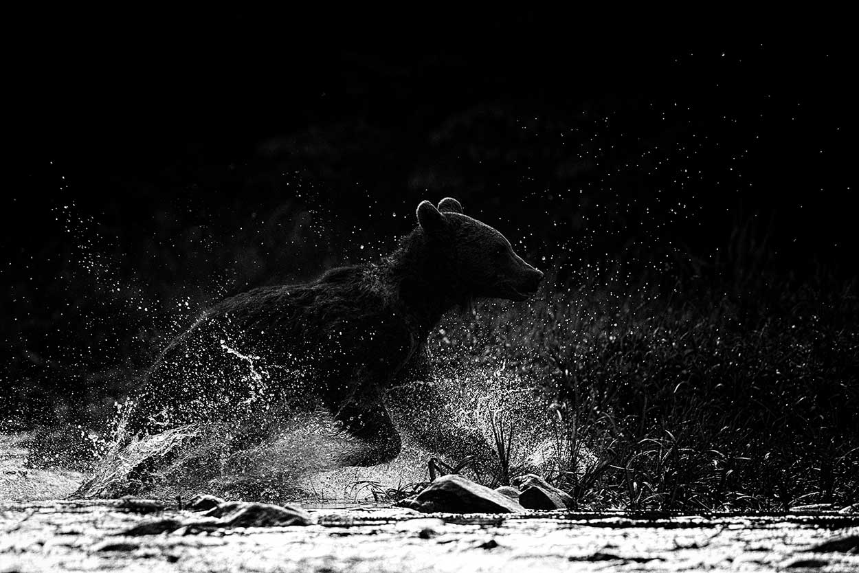 Fotoreis bruine beren fotograferen in Roemenië - Beer in het water