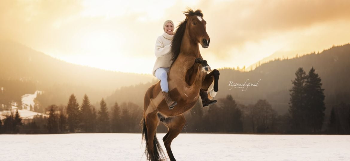 Honden en paarden fotograferen tijdens zonsopkomst in Oostenrijk