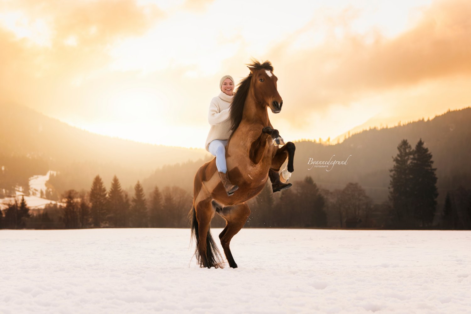 Honden en paarden fotograferen tijdens zonsopkomst in Oostenrijk