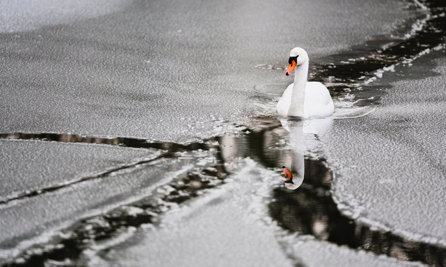 Sneeuwfoto met sterke contrasten en kleuraccenten