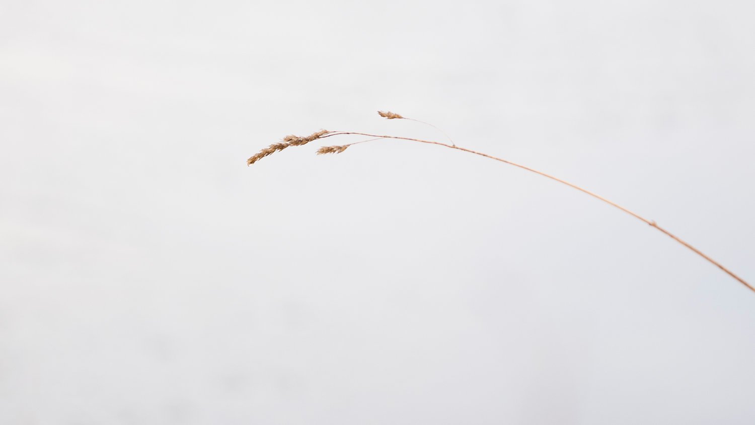 Minimalistische compositie in een sneeuwlandschap