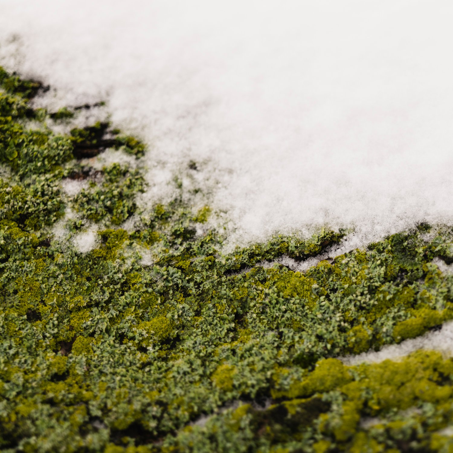 Corrigeer je belichting tijdens sneeuwshoot