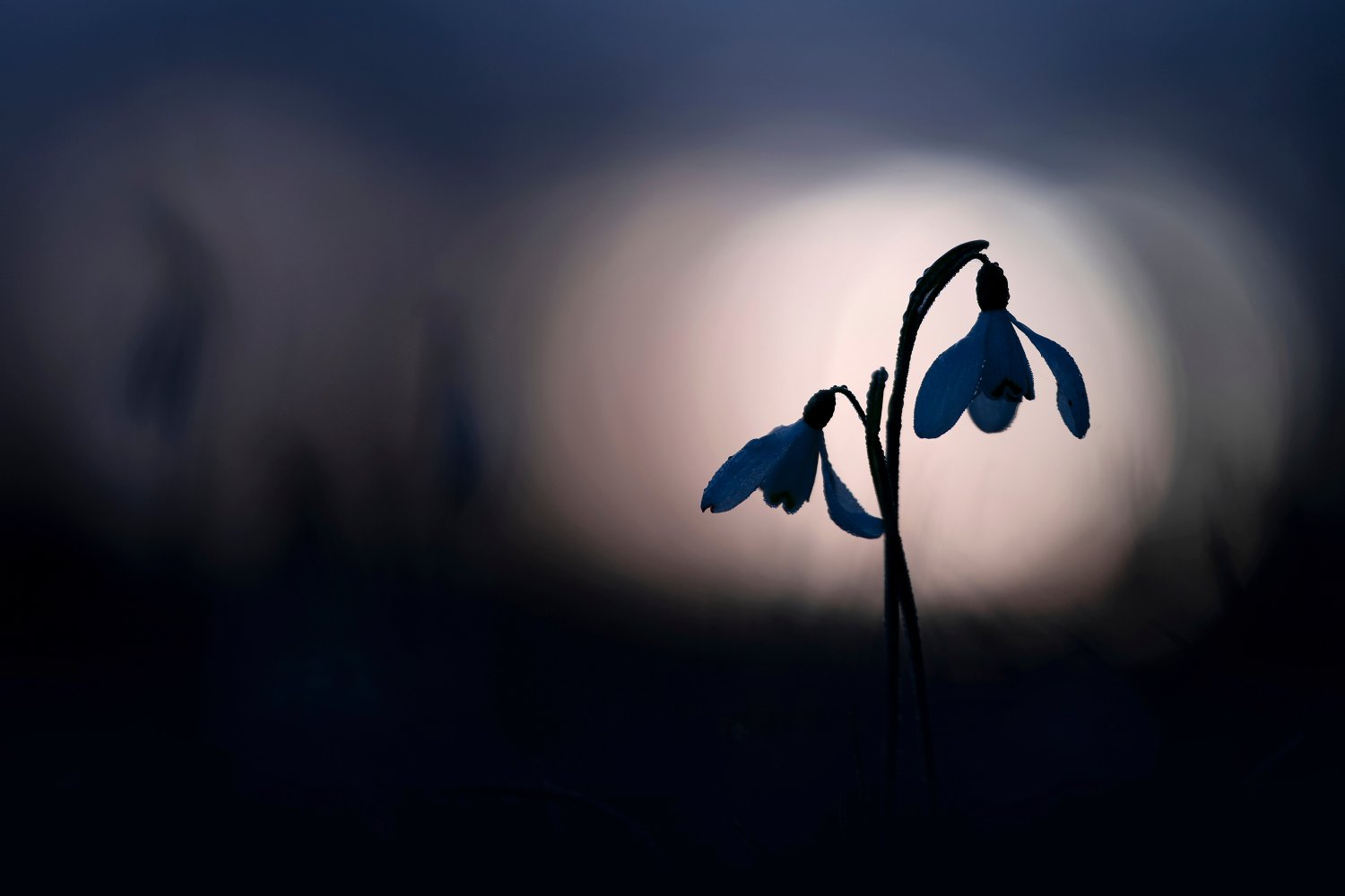 Bloeiende stinzenplant op een lokale fotografielocatie