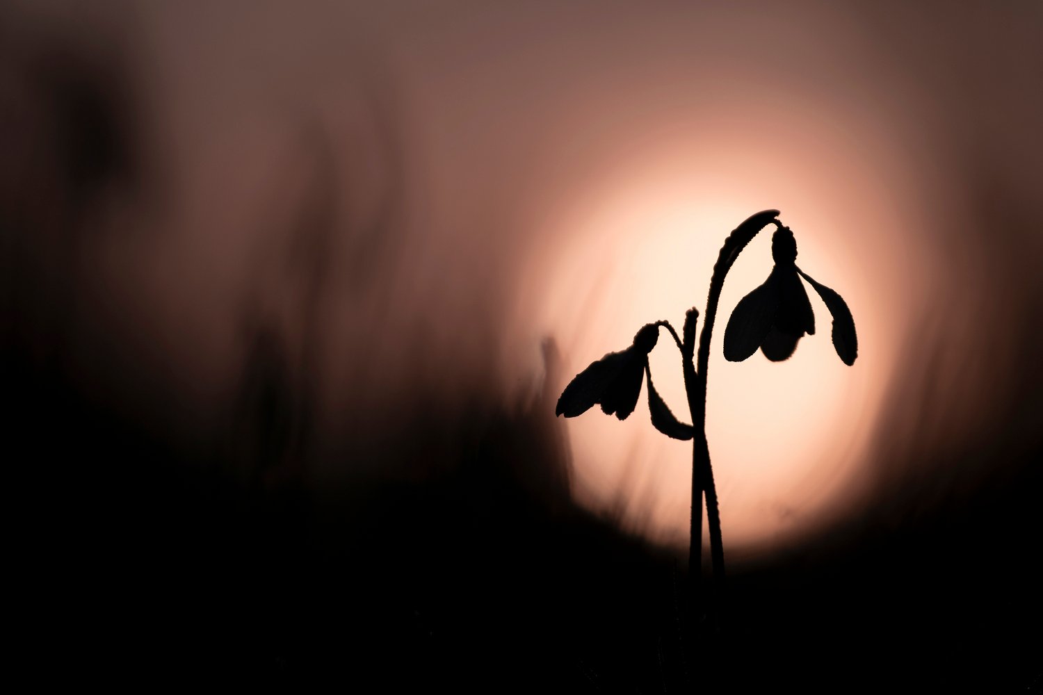 Detailopname van een stinzenplant in het vroege voorjaar