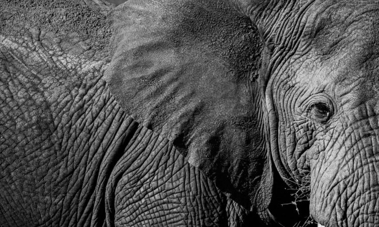 Olifant-close-up