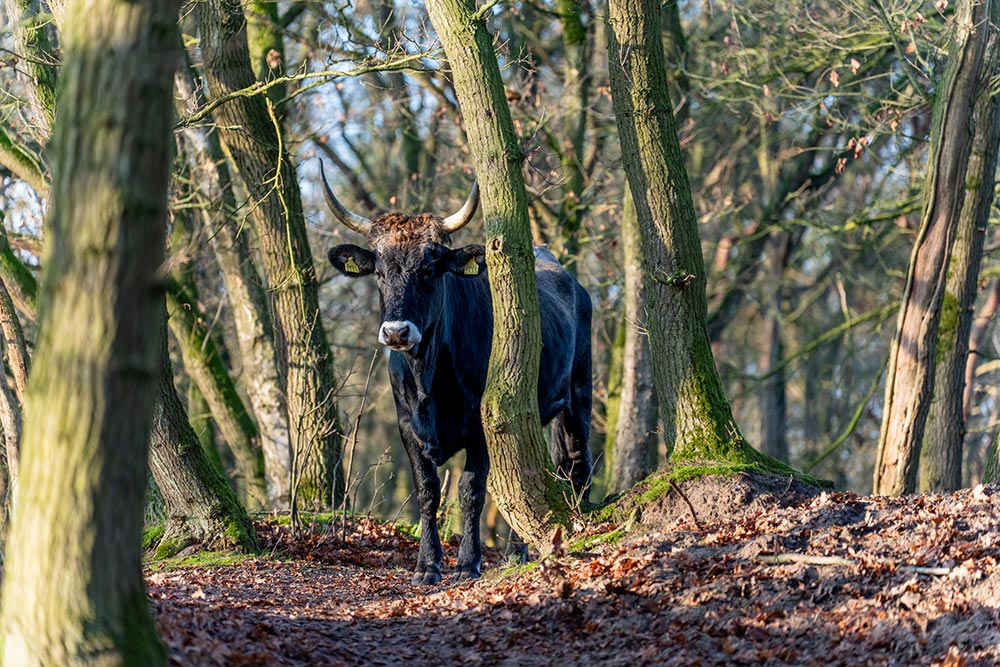 Dierenfotograferen in natuurgebied Maashorst