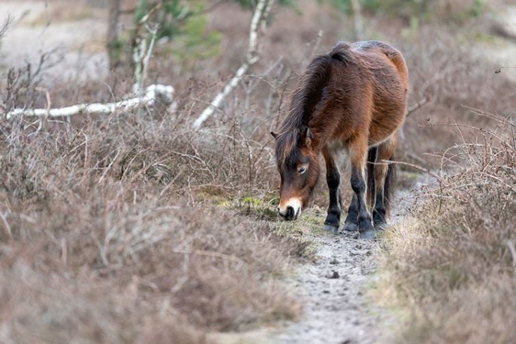 Wilde paarden in natuurgebied Maashorst
