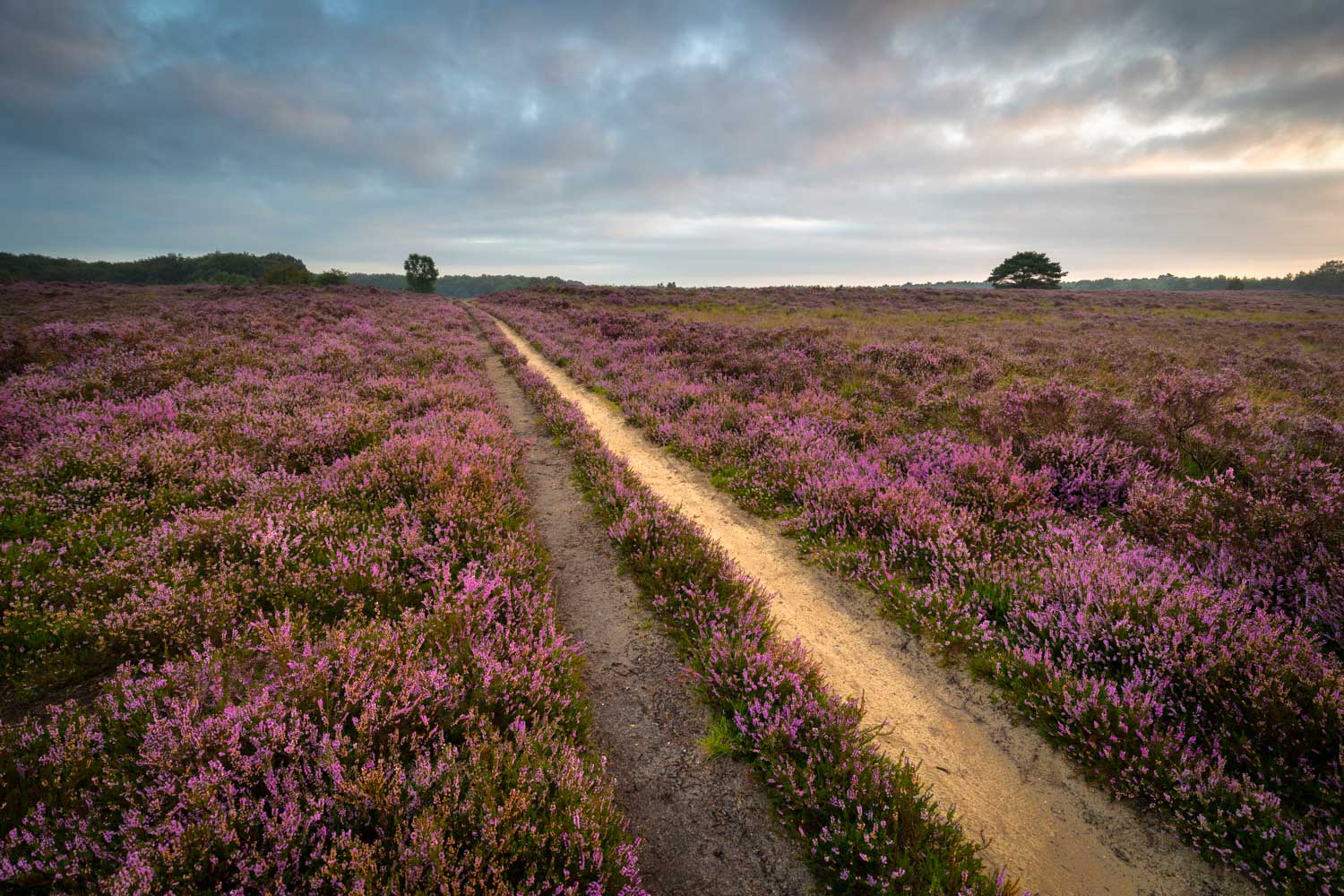 Zomer workshopserie landschapsfotografie - Bloeiende heide