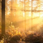 Zomer workshopserie landschapsfotografie - Boslandschappen