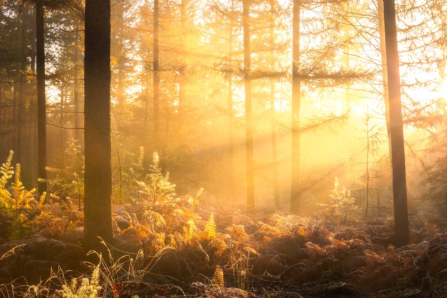 Zomer workshopserie landschapsfotografie - Boslandschappen