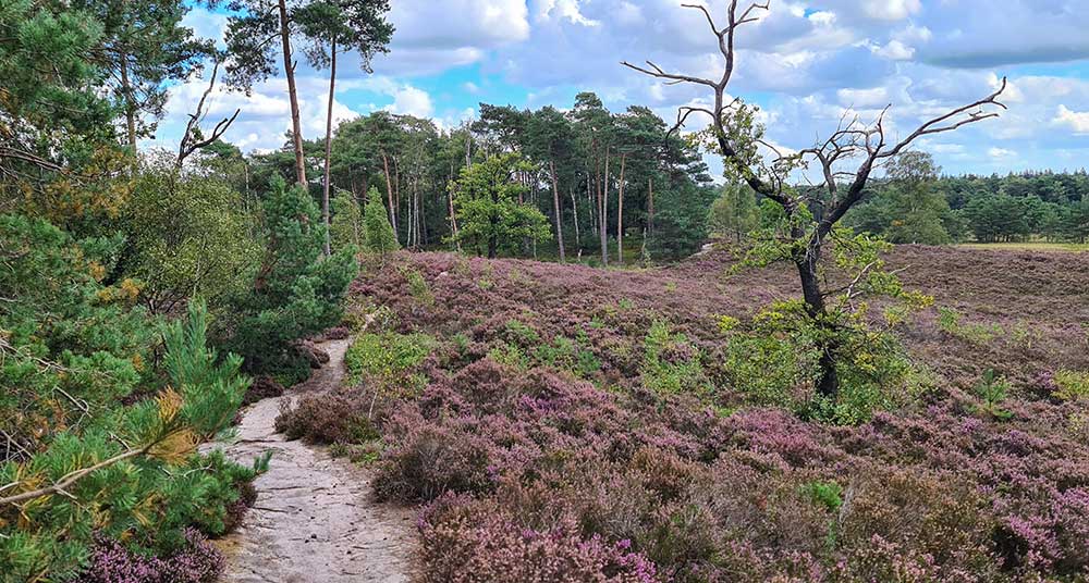 Heidebloei fotograferen 