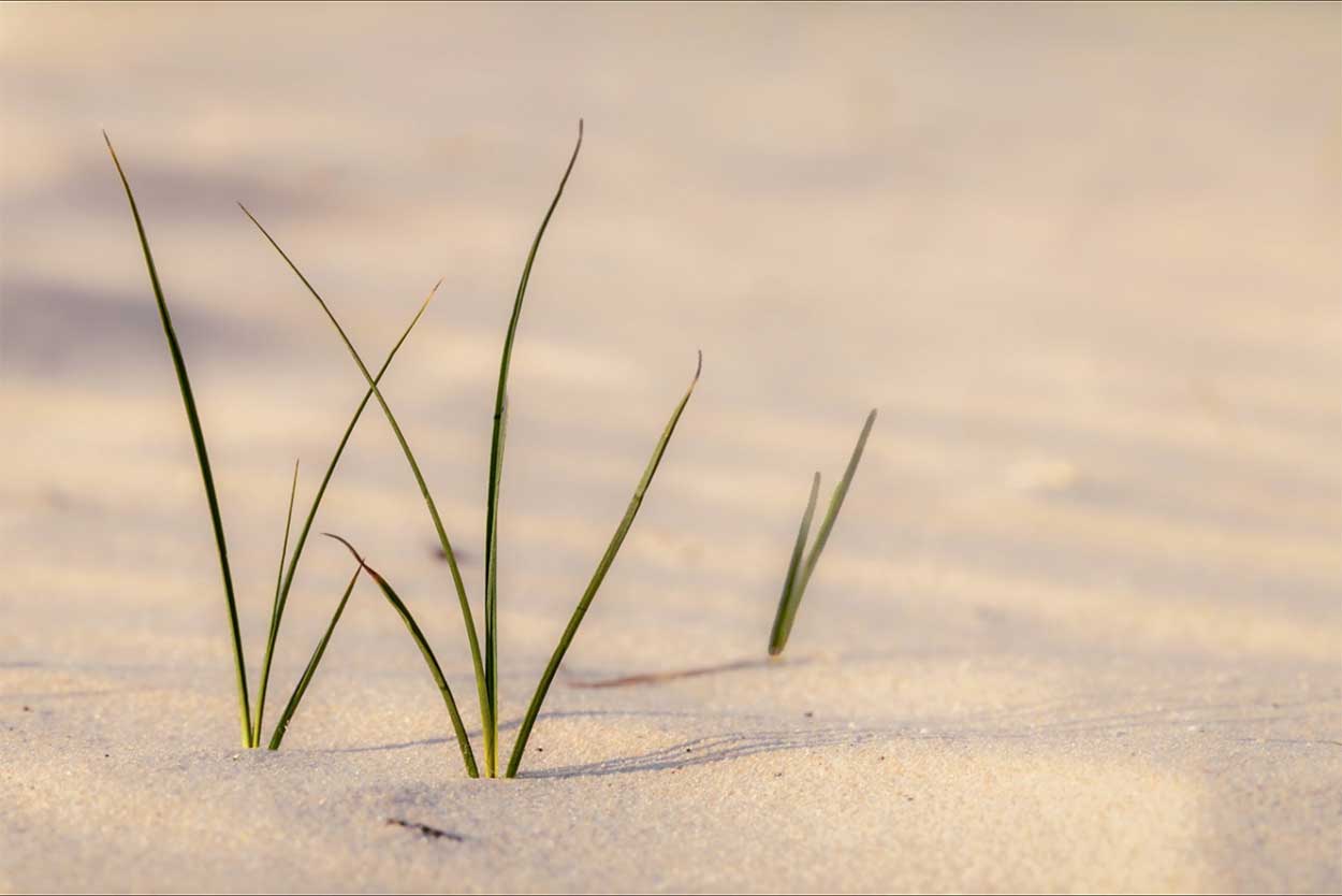 Zomersessies natuurfotografie Veluwe - Minimalisme op de zandvlaktes
