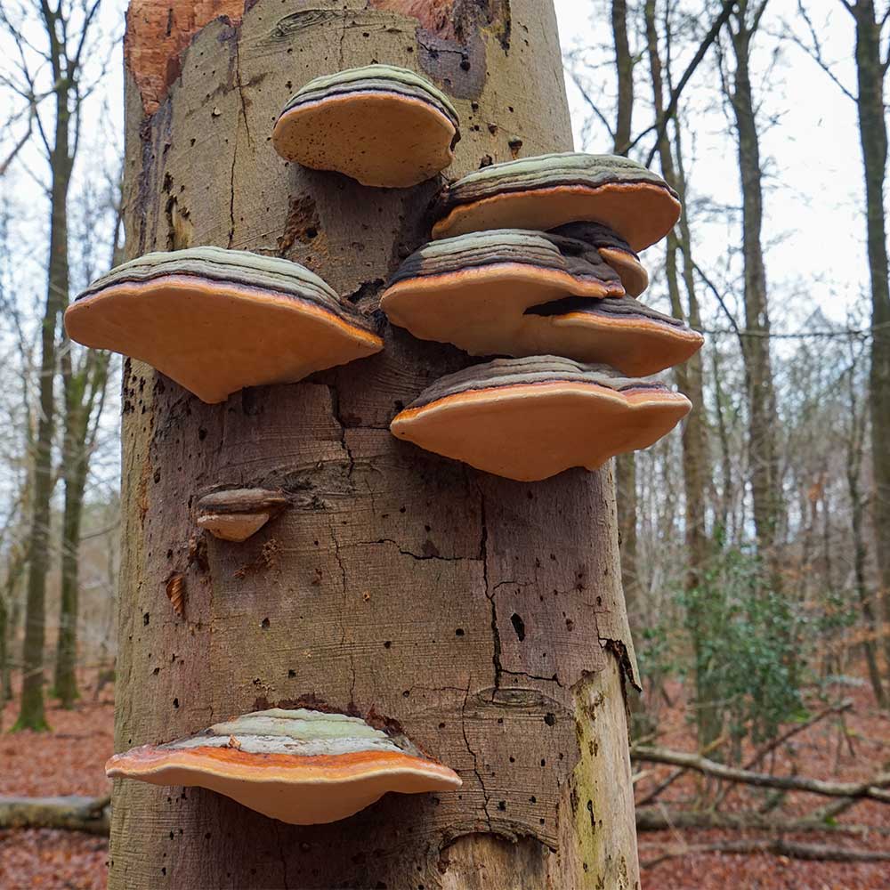 Paddenstoelen en details fotograferen in de natuur