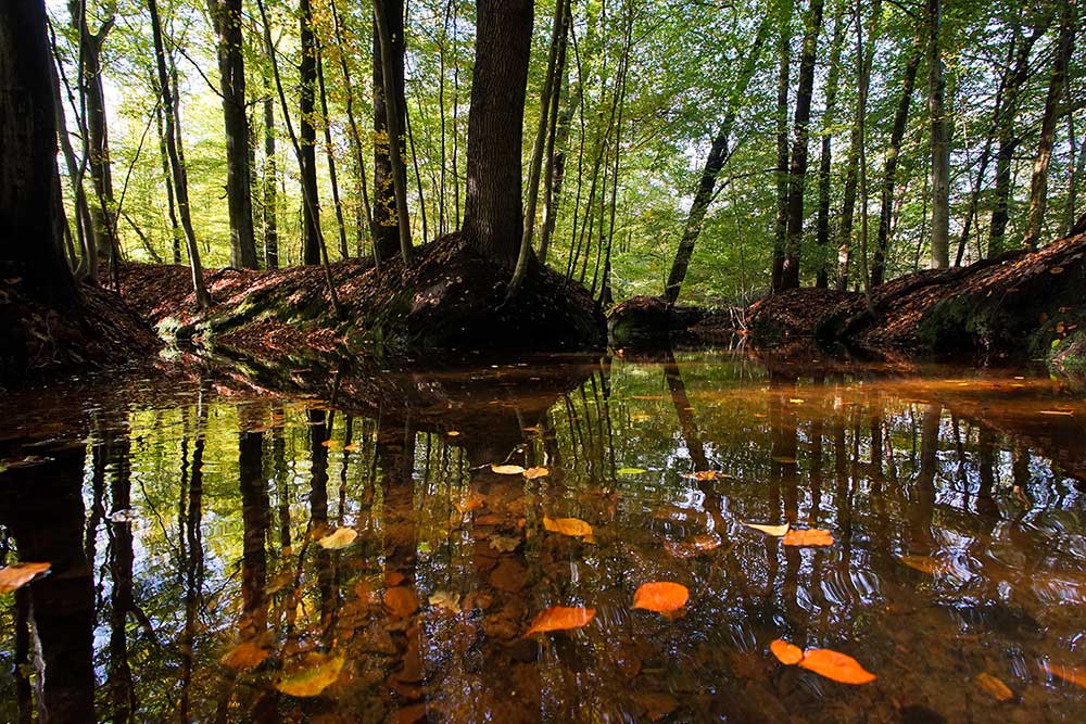 Sprengengebied motketel - Workshops natuurfotografie