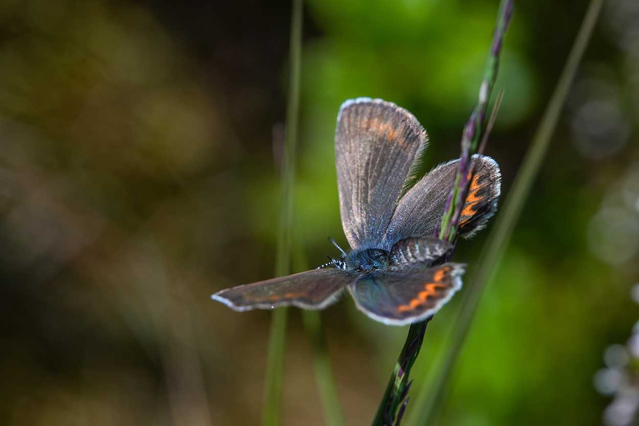 Zomerworkshops natuurfotografie - Vlinders fotograferen