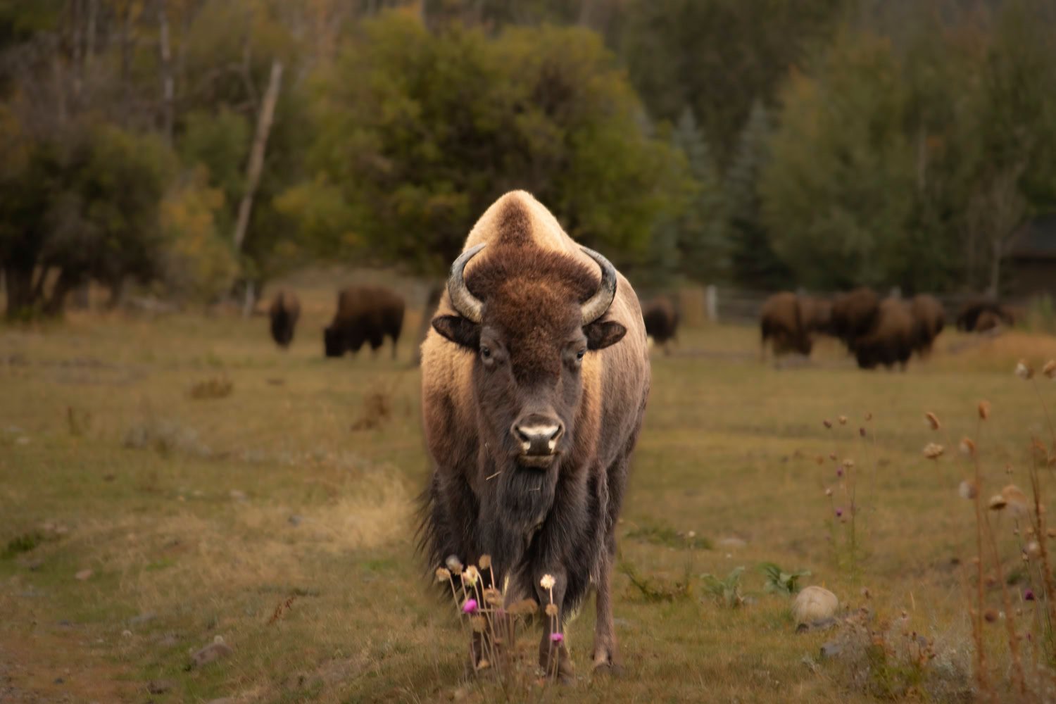 Fotoreis Yellowstone & Grand Teton National Park