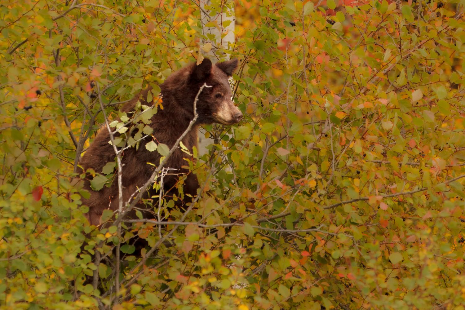 Fotoreis Yellowstone & Grand Teton National Park