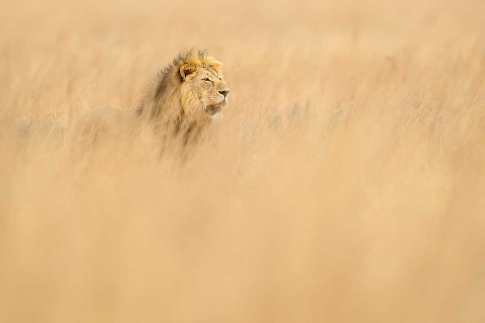 Fotografiereizen naar Zuid-Afrika - Leeuwen fotograferen (Richard Guijt) Fotografiereizen naar Zuid-Afrika - Leeuwen fotograferen (Richard Guijt)