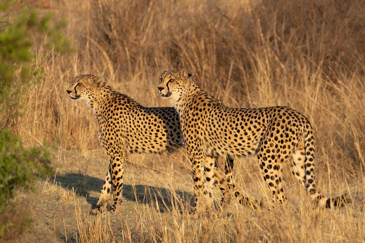 Fotosafari naar Zuid-Afrika - Wildlife fotograferen (Mark de Rooij)