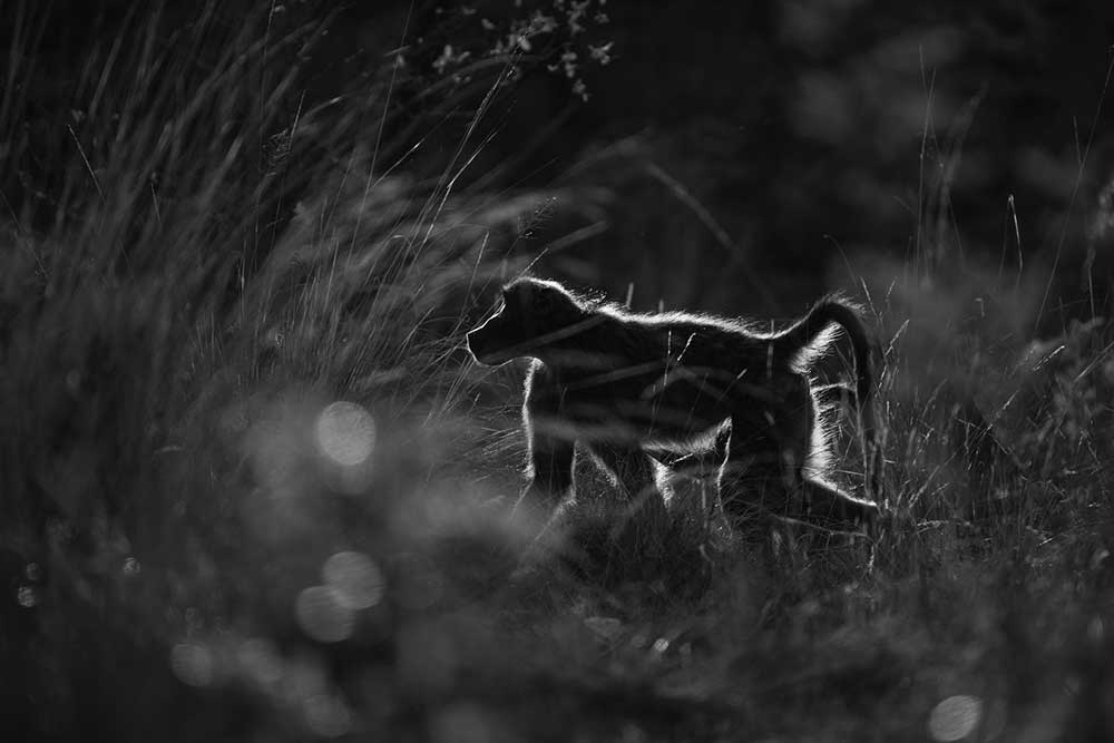 Fotoreis Zuid-Afrika (baviaan in Welgevonden) - Richard Guijt