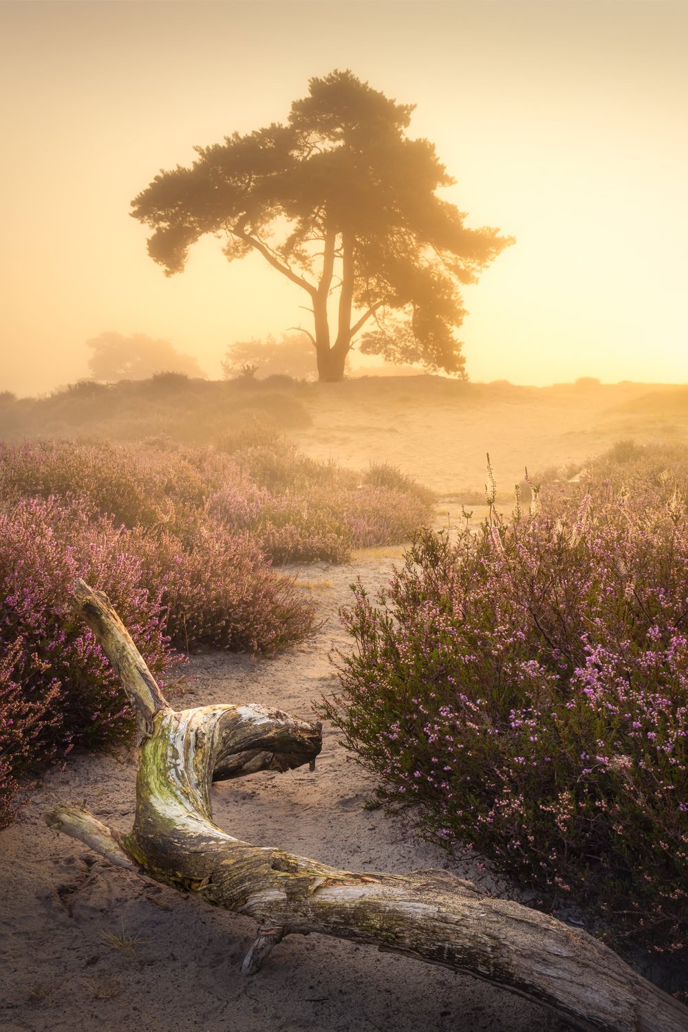 HDR bewerking met gecontroleerd contrast en detail