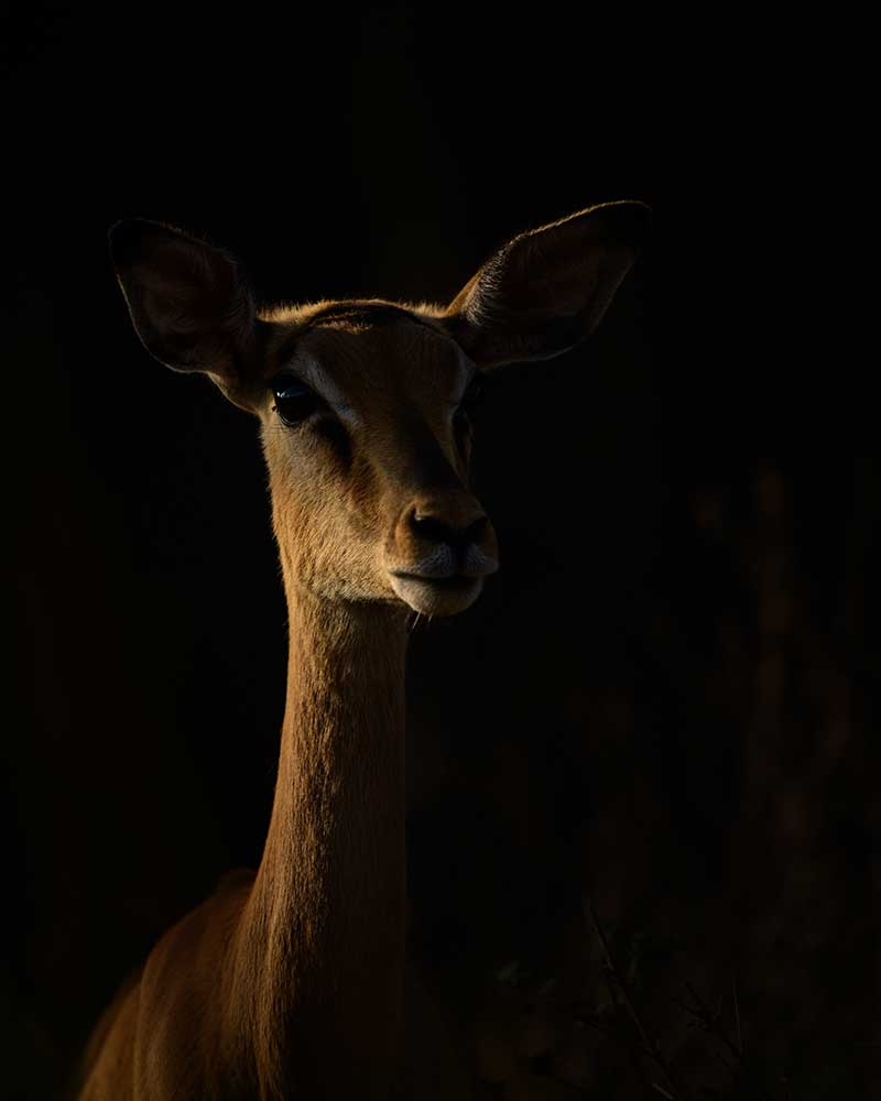 Fotografie-reizen Zuid-Afrika (impala tegenlicht in Welgevonden) - Richard Guijt Fotoreis Zuid-Afrika (impala tegenlicht in Welgevonden) - Richard Guijt