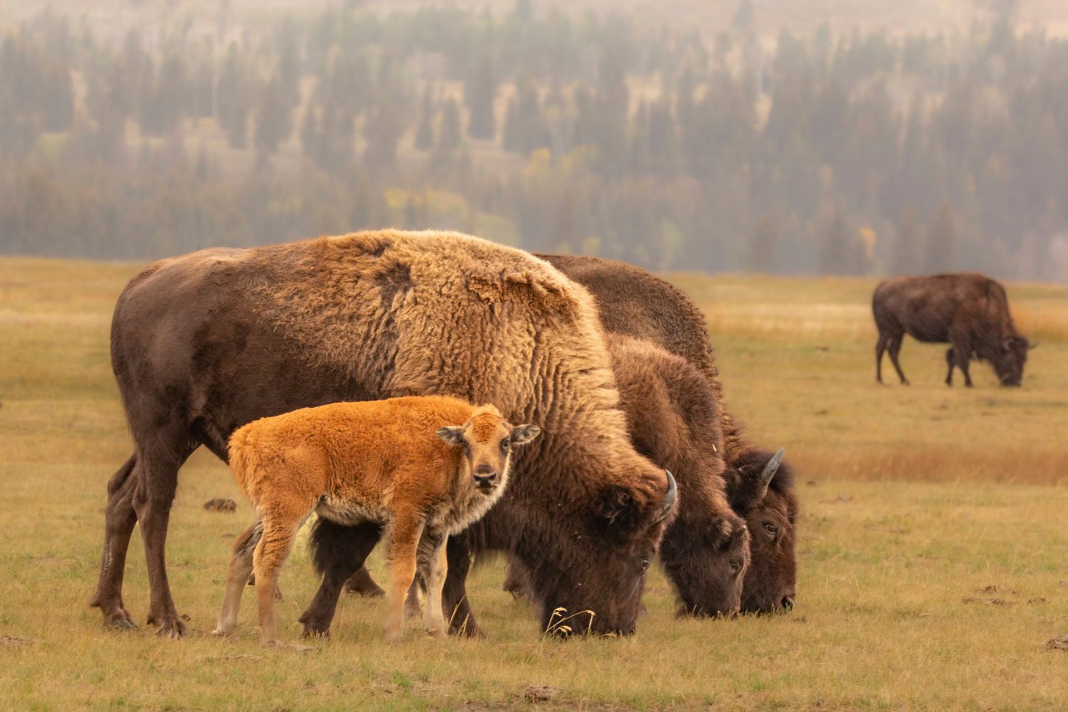 Fotoreis Yellowstone & Grand Teton National Park