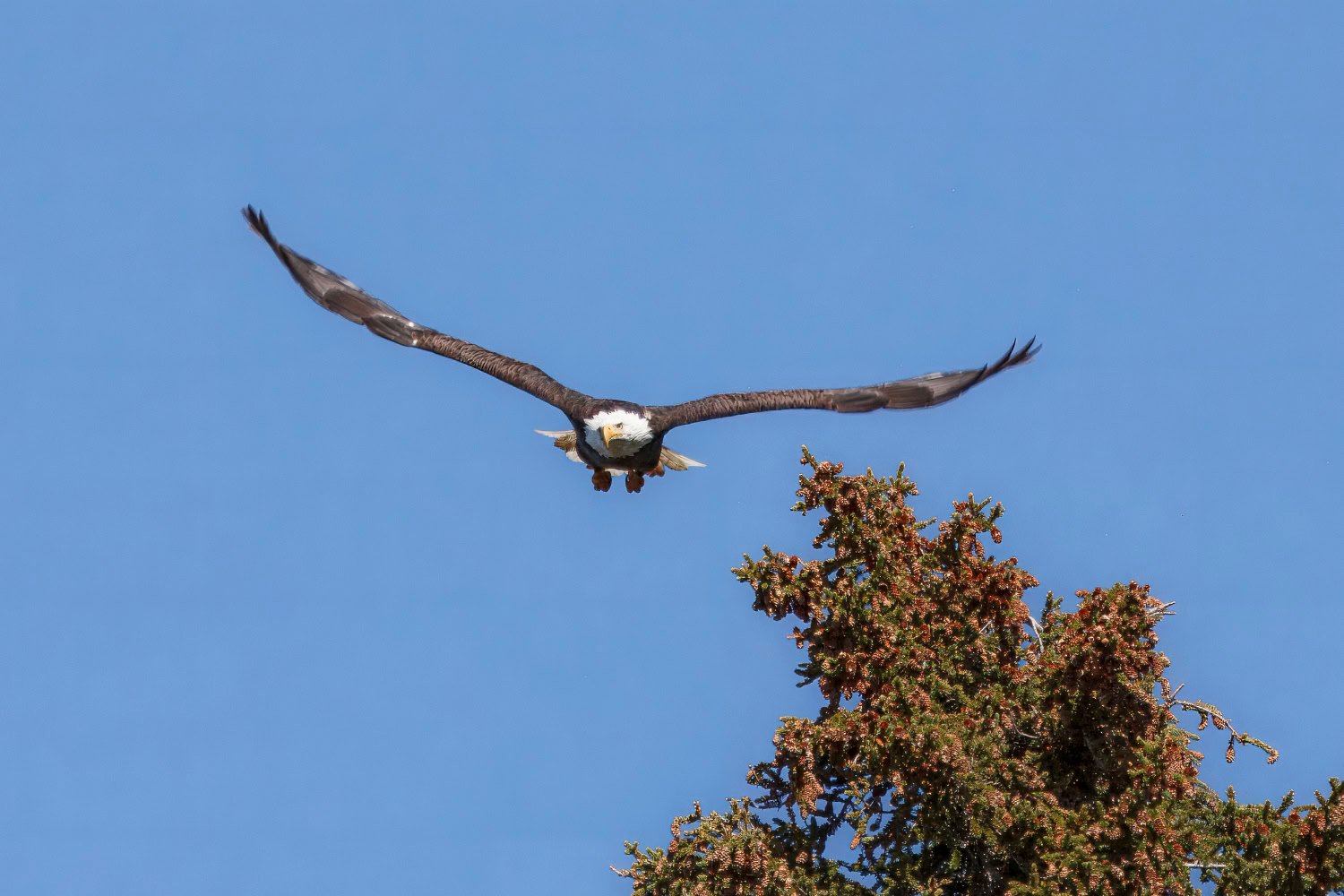 Fotoreis Yellowstone & Grand Teton National Park