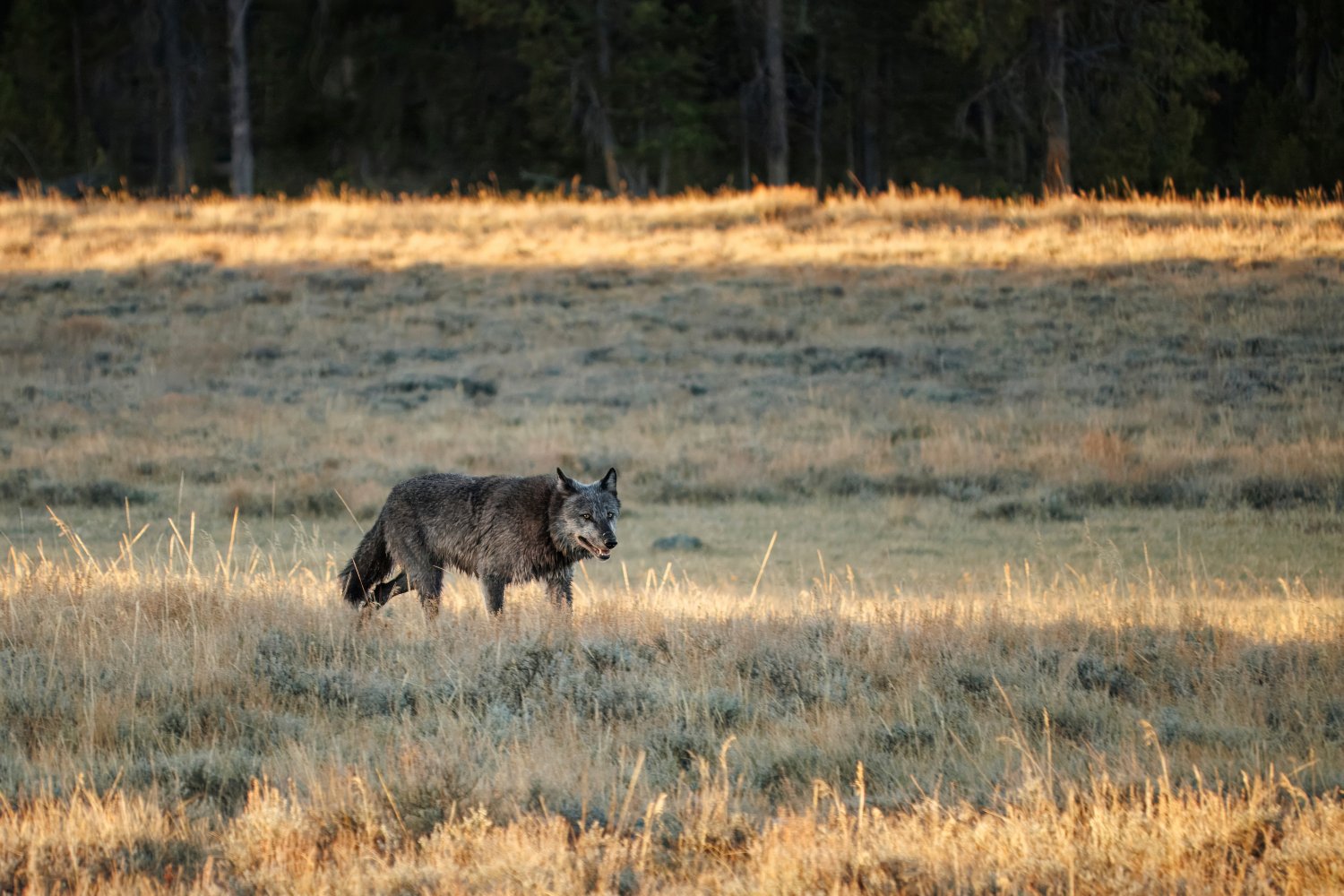 Fotoreis Yellowstone & Grand Teton National Park