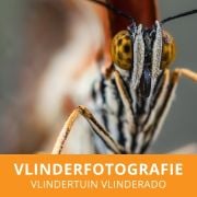 Vlinders leren fotograferen