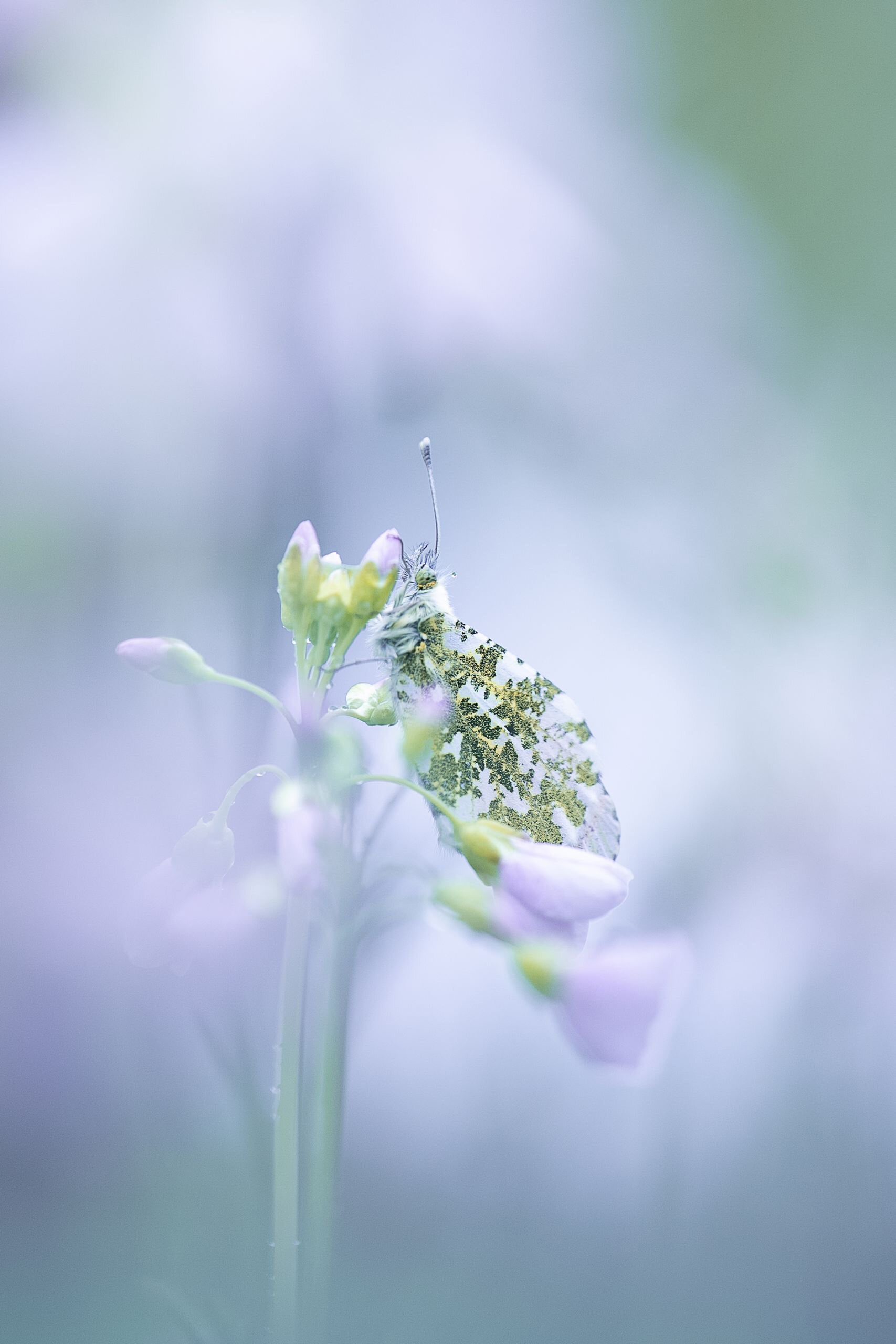 Tips voor de bescherming van apparatuur tijdens macrofotografie in uitdagende weersomstandigheden.