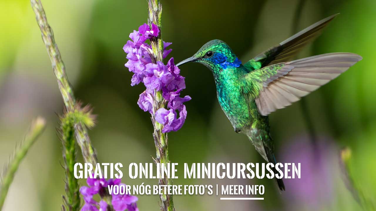 Gratis online minicursussen fotografie