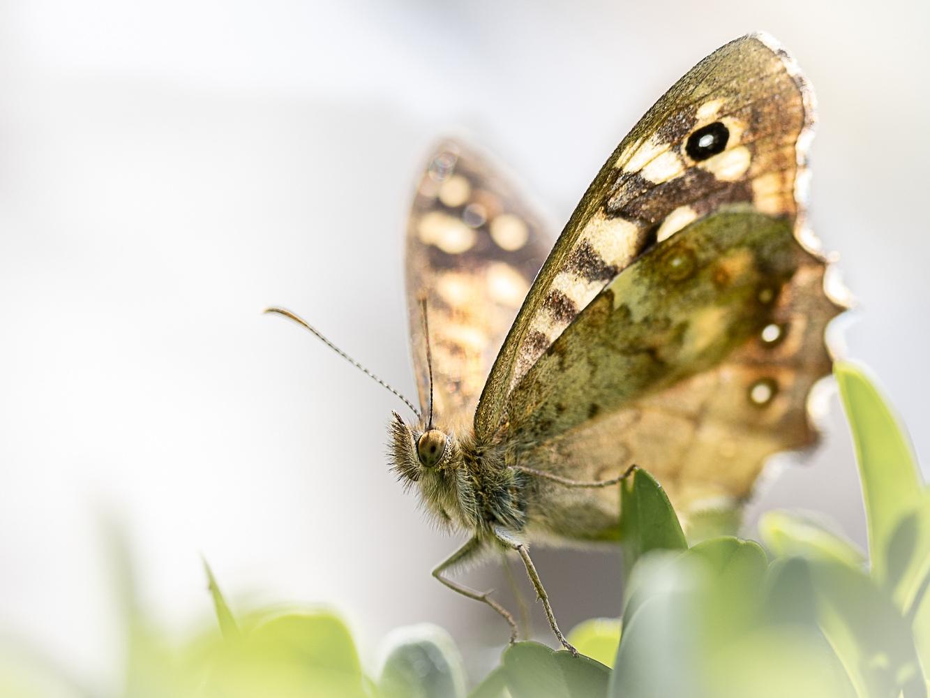 Beste workshop vlinderfotografie