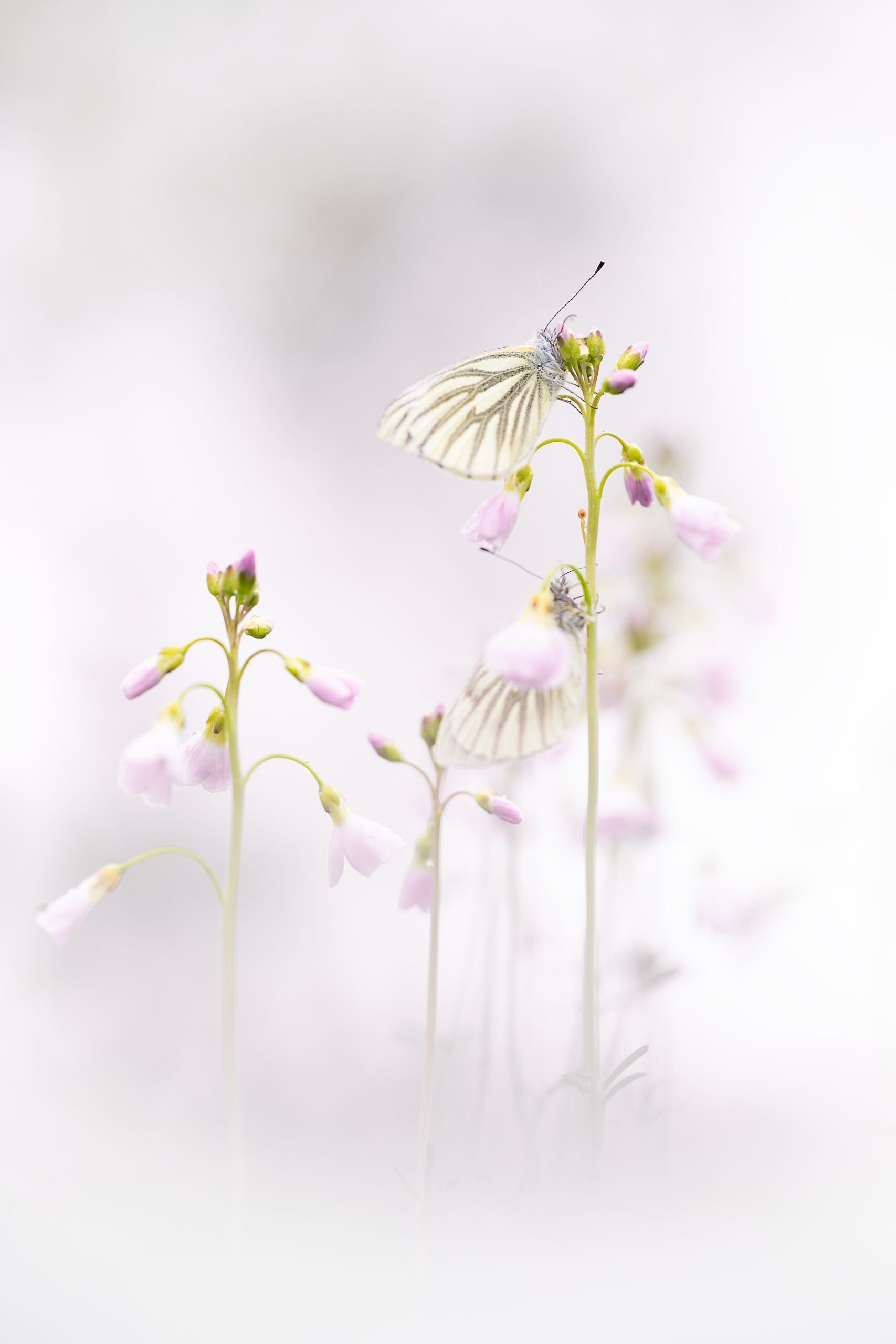 Gebruik van natuurlijk diffuus licht voor zachte schaduwen in macrofotografie.