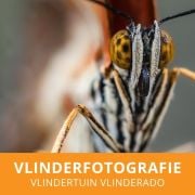 Workshop Vlinderfotografie volgen in Vlinderado
